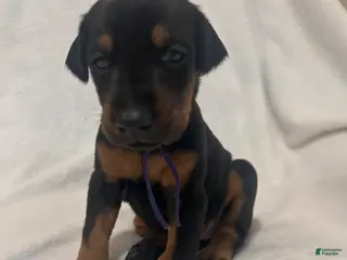 Doberman Pinscher dogs Doberman Pinscher Puppy 1 - Ad 42