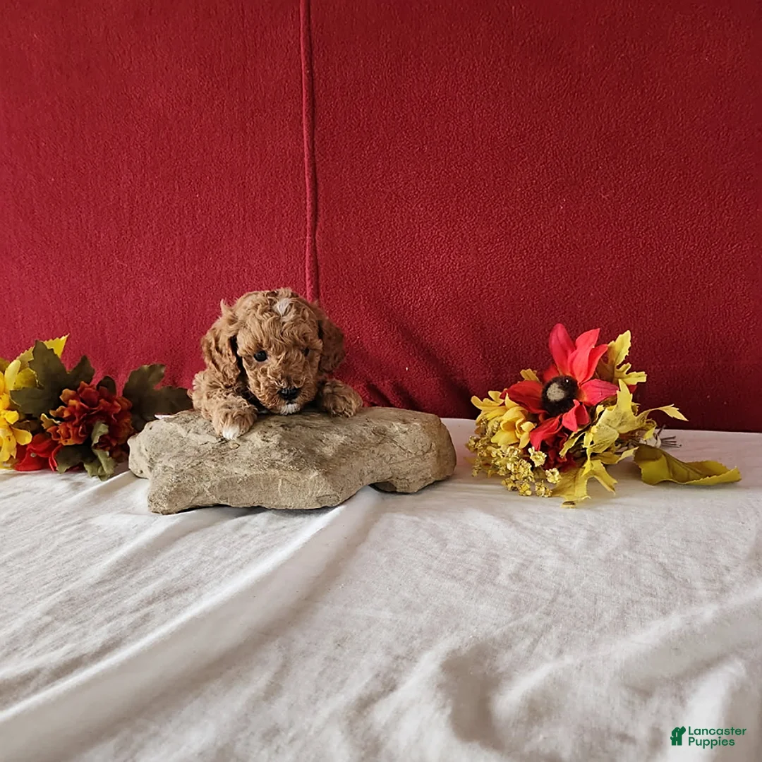 Cavapoo dogs for sale: Tribute - Ad 10