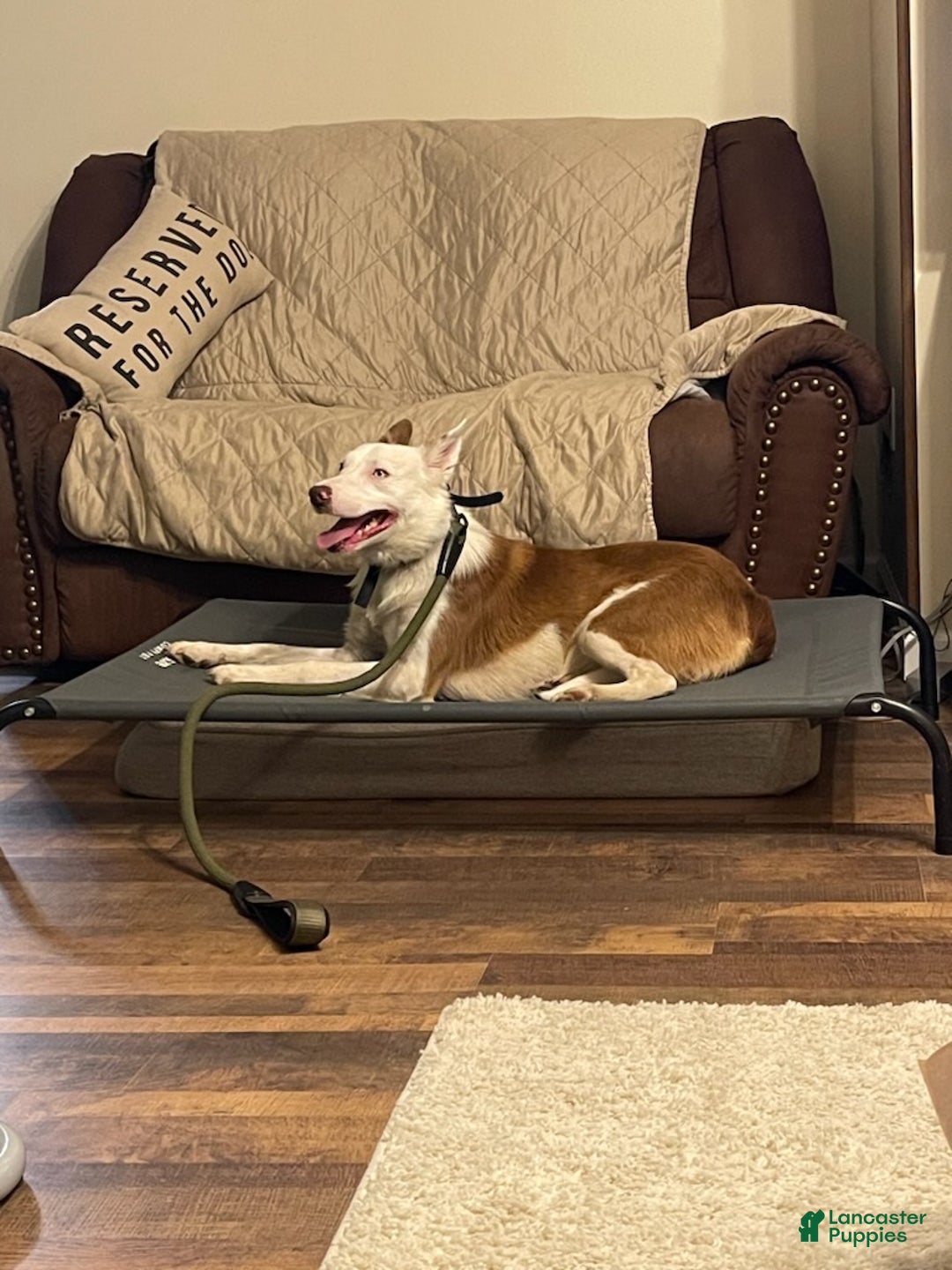 Border Collie dogs for sale: Border Collie Puppy 1 - Ad 6