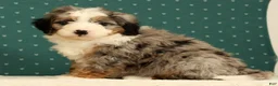 Mini Bernedoodle dogs for sale: River - Ad 7