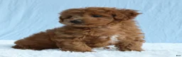 Toy Poodle dogs for sale: Waffles 🧇  - Ad 6