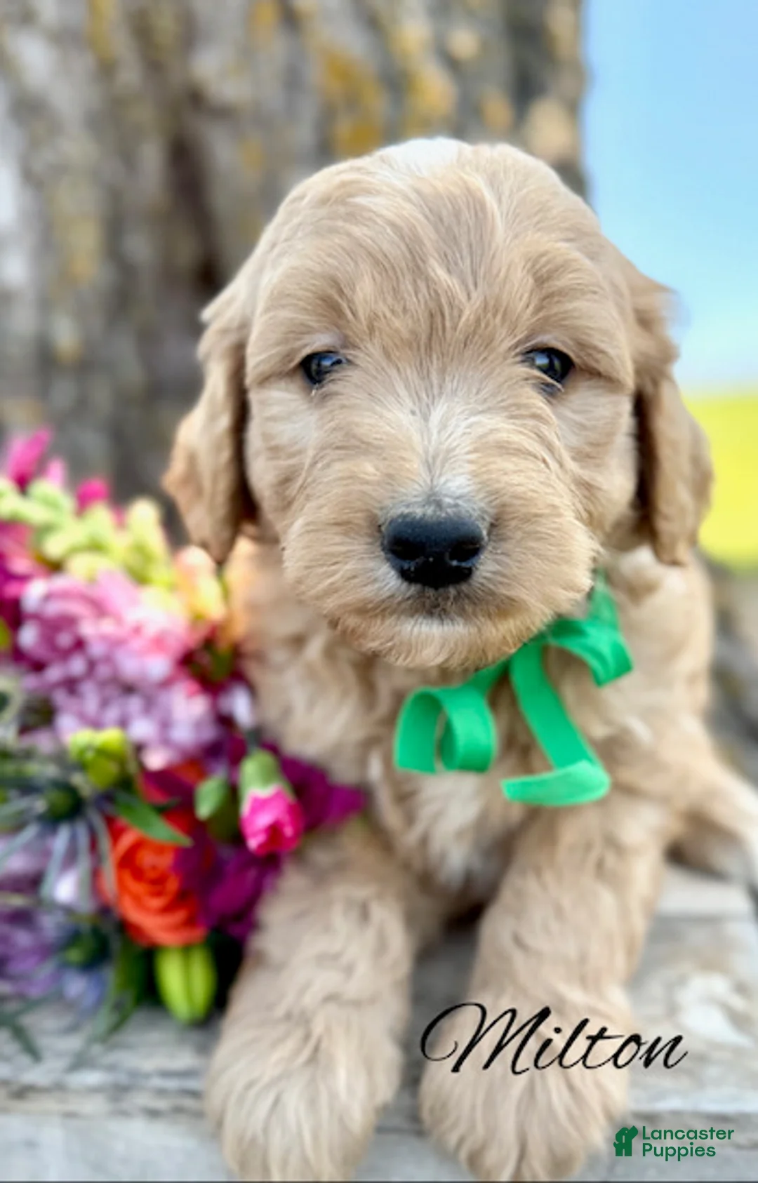 Mini Goldendoodle dogs for sale: Medium Goldendoodle Boy Milton - Ad 2