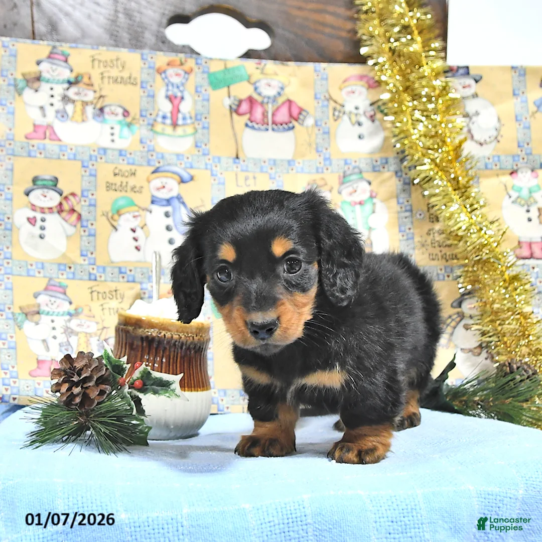 Miniature Dachshund dogs for sale: Milo - Ad 10