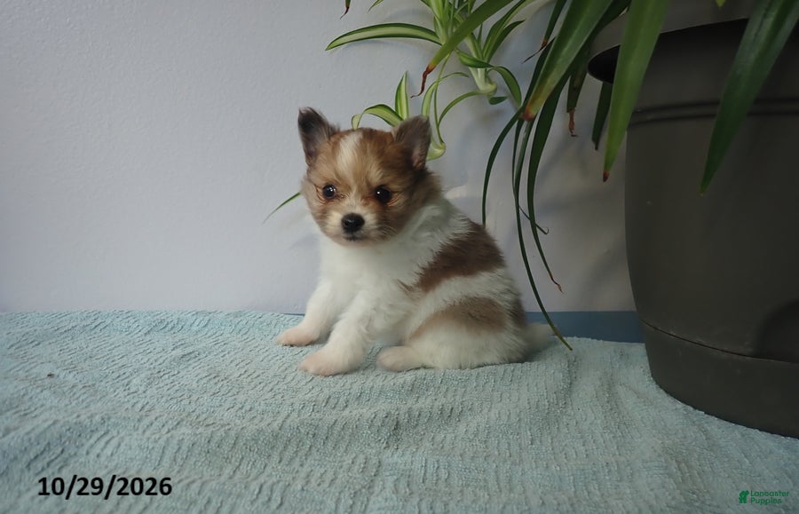 Pomeranian dogs for sale: Lovely - Ad 1