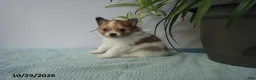 Pomeranian dogs for sale: Lovely - Ad 1