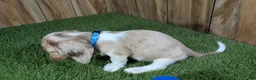 Miniature Dachshund dogs for sale: Sweetie Boy 4 - Ad 5