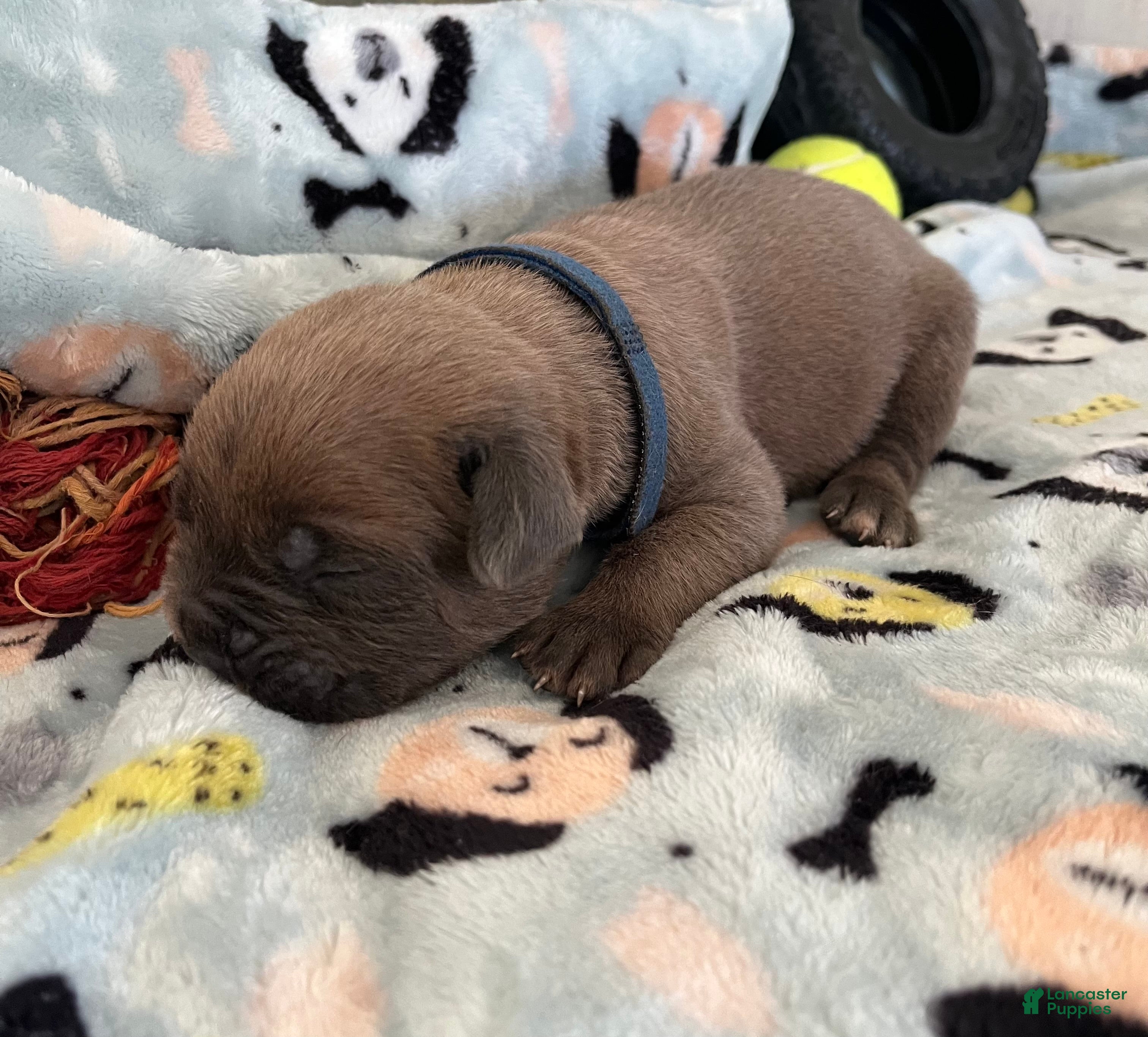 Cane Corso dogs Blue collar - Ad 1