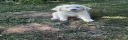 Great Pyrenees dogs for sale: Ella  - Ad 6