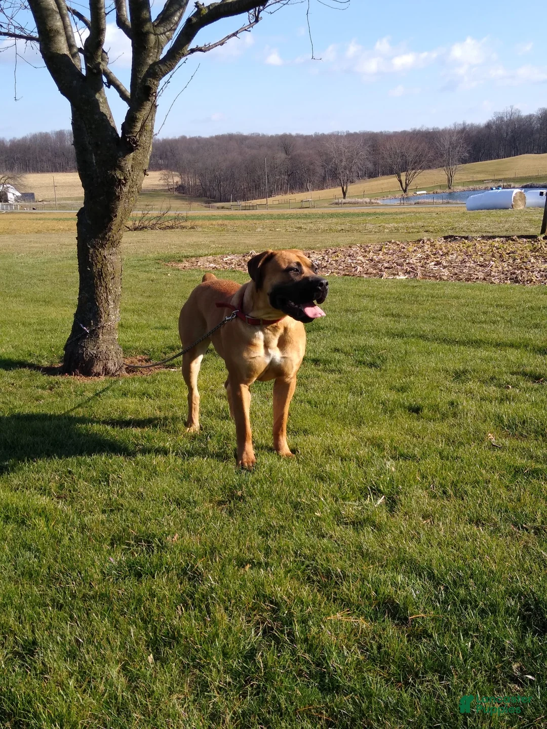 Gallery Image {{count}}