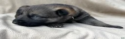 German Shepherd dogs for sale: Gunner - Ad 12