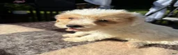 Schnoodle dogs for sale: Schnoodle 1 - Ad 2