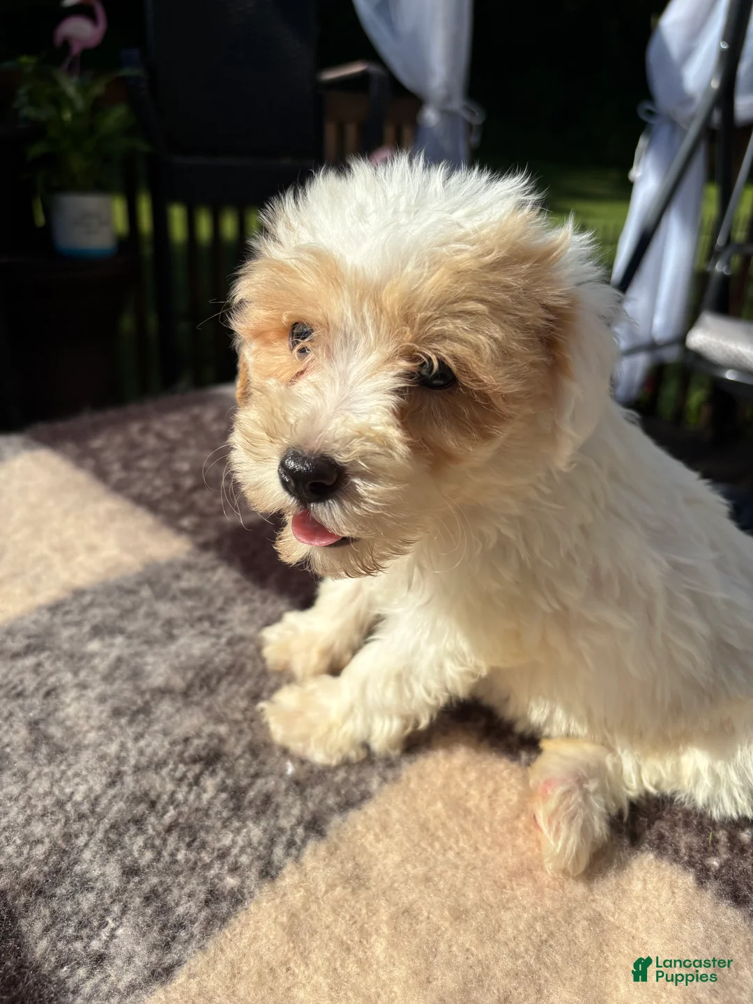 Schnoodle dogs for sale: Schnoodle 1 - Ad 2