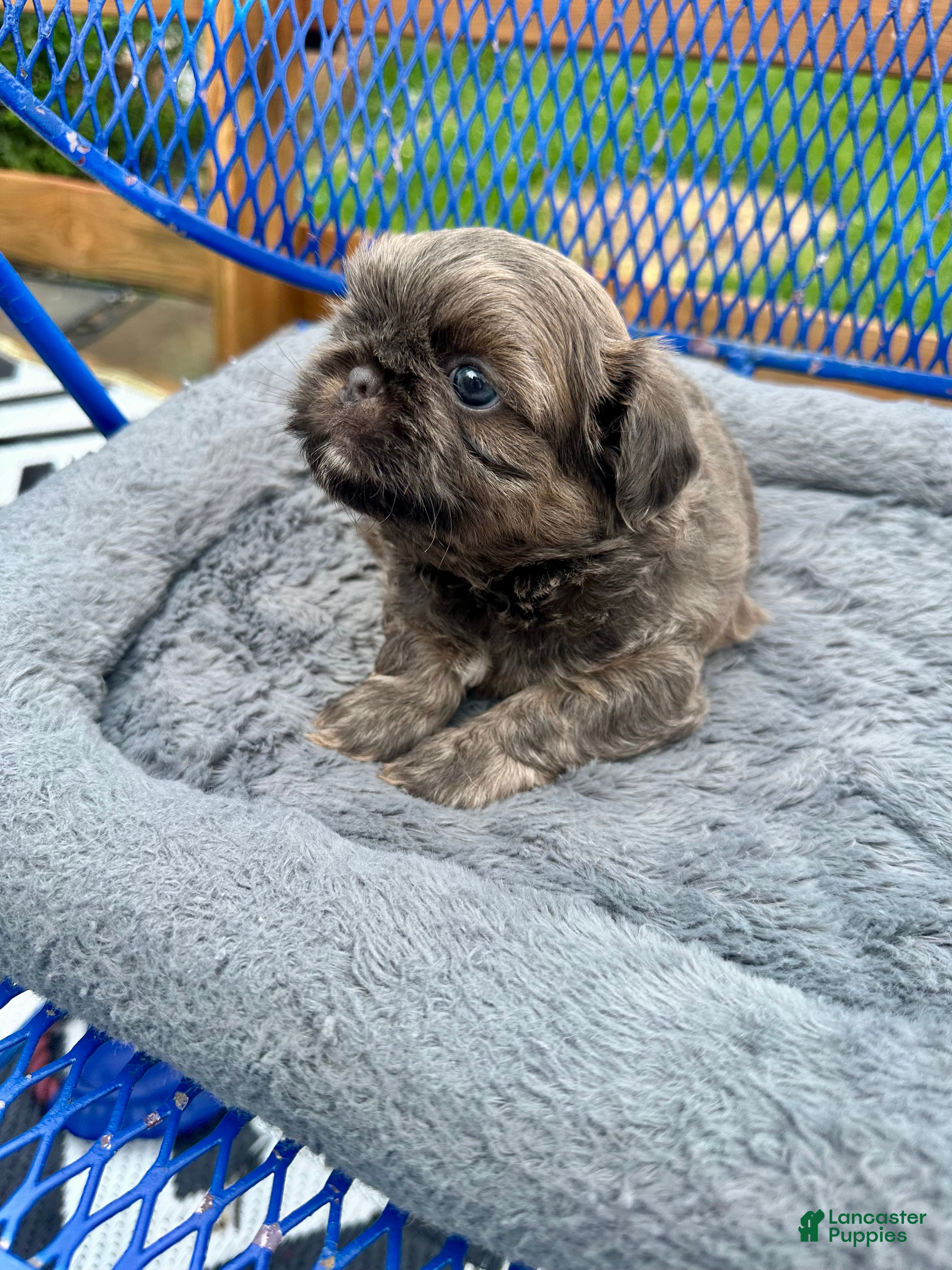 Shih Tzu dogs for sale: Shih Tzu Puppy 2 - Ad 10