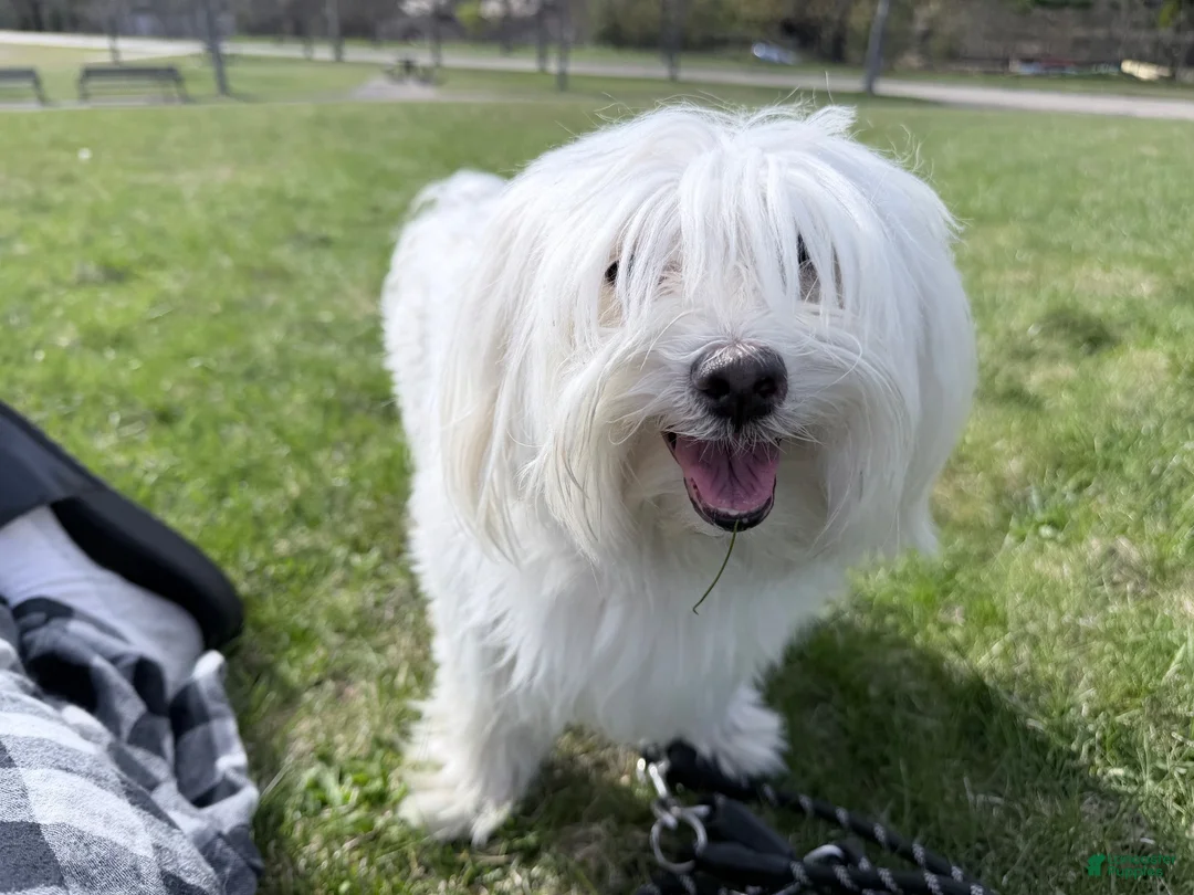 Maltese dogs for sale: Maltese 2 - Ad 2