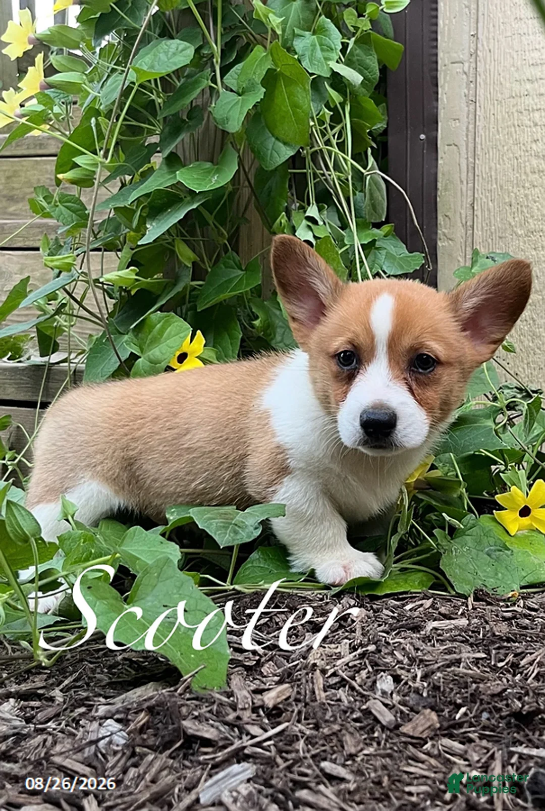 Welsh Corgi Pembroke dogs for sale: Scooter - Ad 3