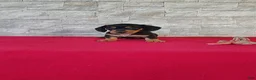 Miniature Dachshund dogs for sale: Bethany - Ad 5