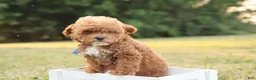 Toy Poodle dogs for sale: Reese - Ad 11