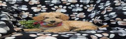 Cockapoo dogs for sale: Moore Hypoallergenic - Ad 4