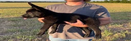 German Shepherd dogs for sale: Gracey  - Ad 4