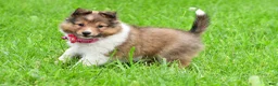 Shetland Sheepdog dogs for sale: Kaleen - Ad 2