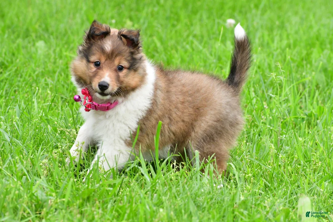Shetland Sheepdog dogs for sale: Kaleen - Ad 2