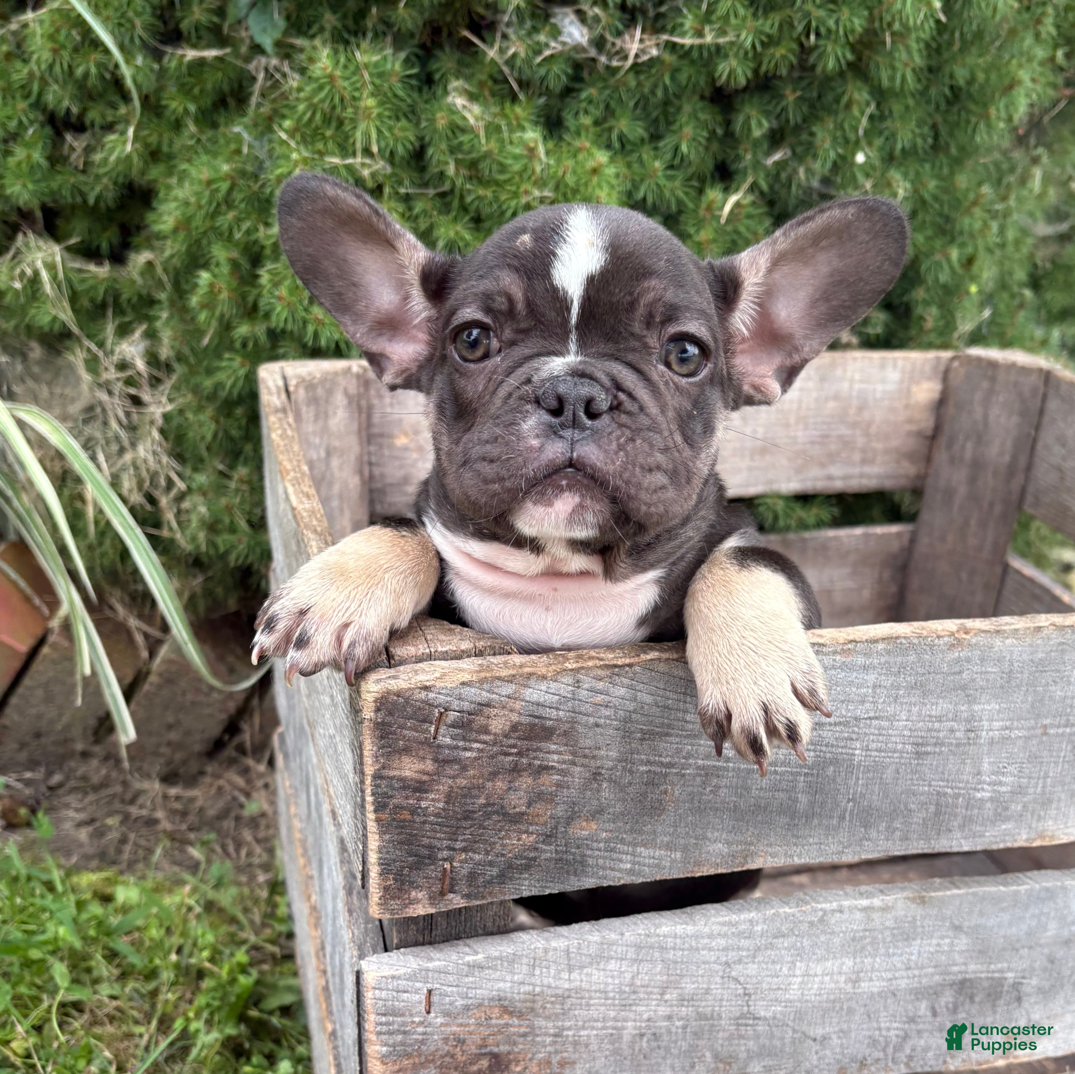 French Bulldog dogs Kitkat - Ad 1