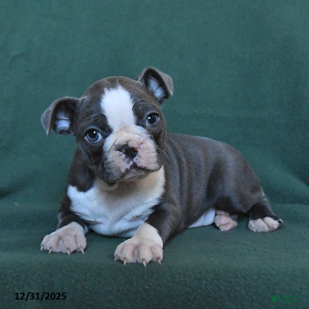 Boston Terrier dogs for sale: Sophie - Ad 2