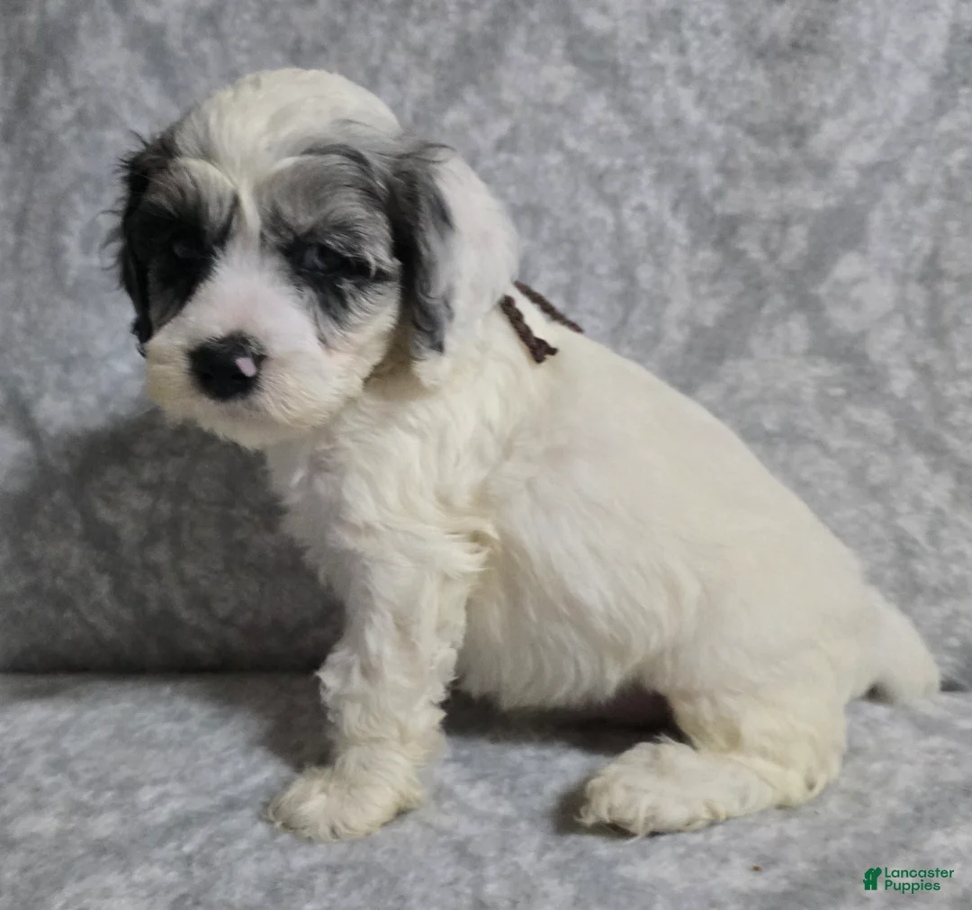Cockapoo dogs for sale: Cockapoo 4 - Ad 2