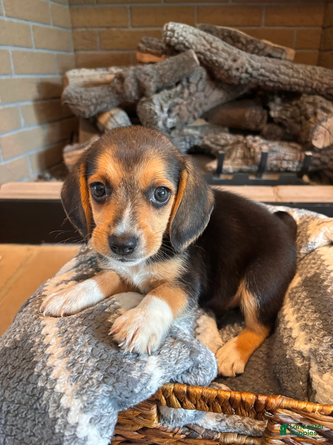 Beagle dogs for sale: Buddy - Ad 2