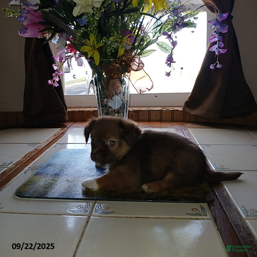 Chihuahua dogs for sale: Rocky - Ad 1
