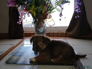 Chihuahua dogs Rocky - Ad 24