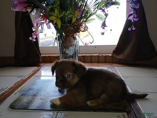 Chihuahua dogs Rocky - Ad 33