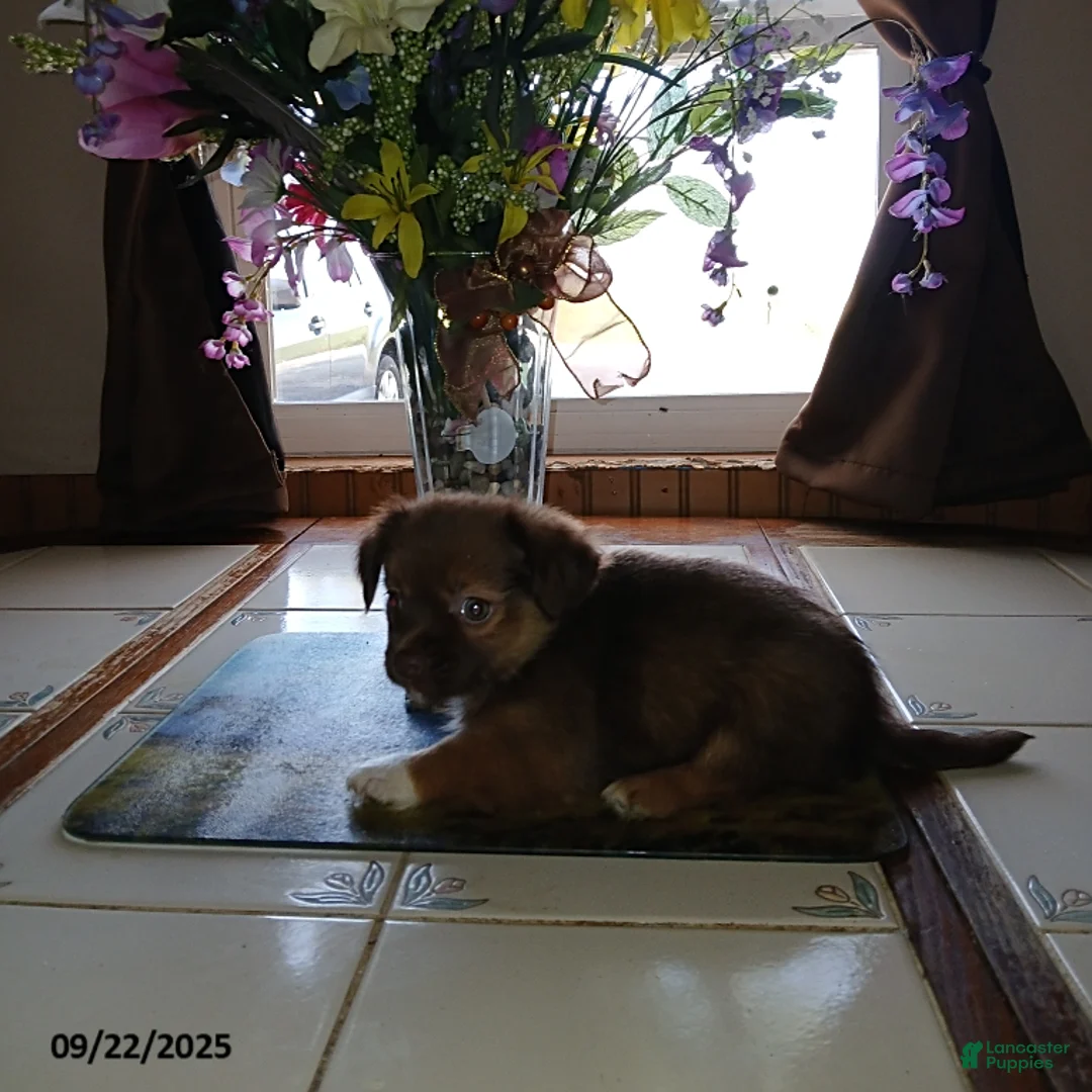 Chihuahua dogs for sale: Rocky - Ad 1