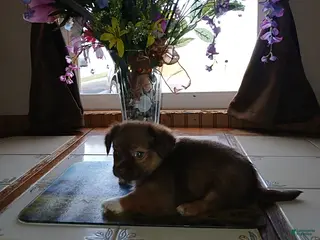 Chihuahua dogs Rocky - Ad 28