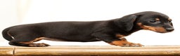 Miniature Dachshund dogs for sale: Winnie - Ad 3