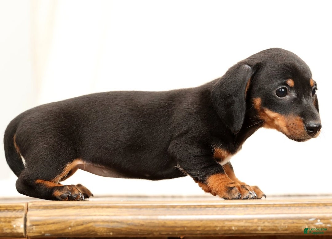 Miniature Dachshund dogs for sale: Winnie - Ad 3