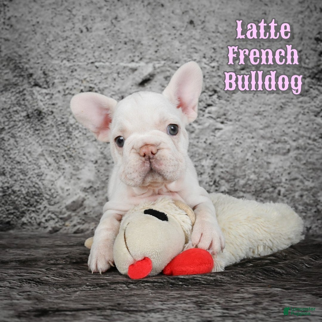 French Bulldog dogs for sale: Latte - Ad 1