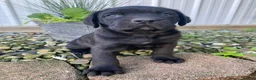 Cane Corso dogs for sale: Jayce - Ad 9