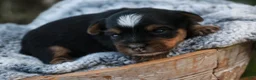 Yorkshire Terrier dogs for sale: Toby Yorkshire Terrier  - Ad 3