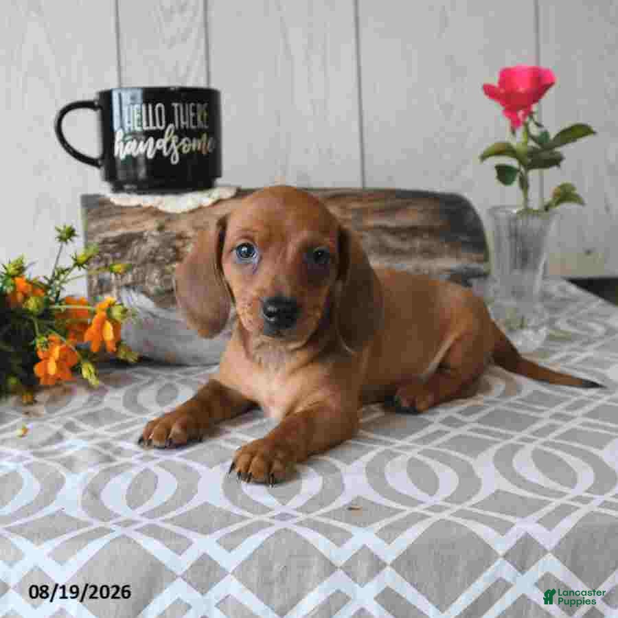 Miniature Dachshund dogs Timmy - Ad 1