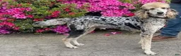 Bernedoodle dogs for sale: Bernedoodle 3 Red collar  - Ad 12