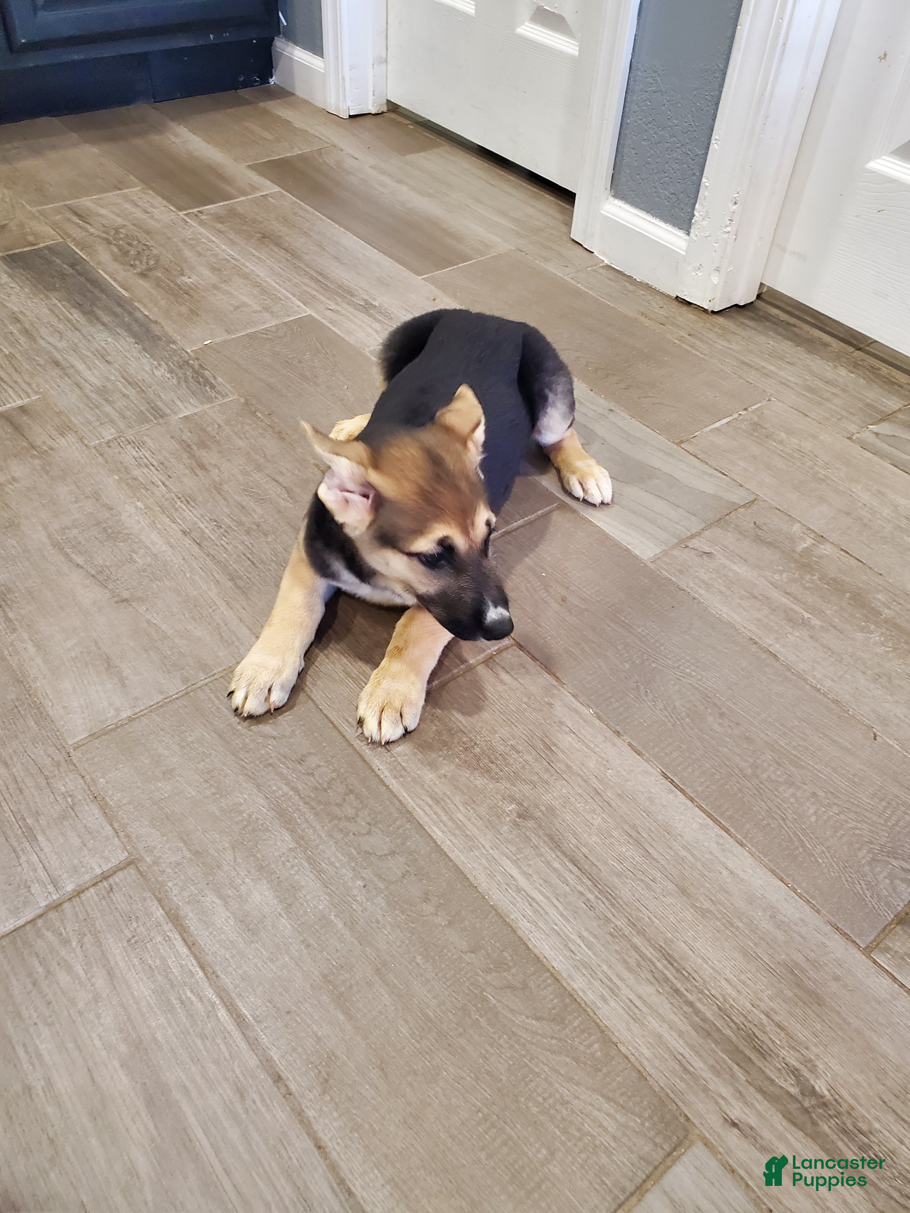 German Shepherd dogs German Shepherd Puppy 2 - Ad 3