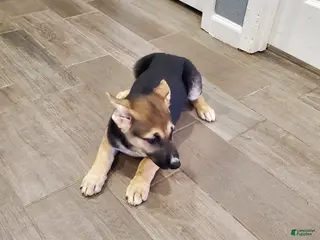 German Shepherd dogs German Shepherd Puppy 2 - Ad 7