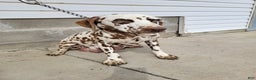Dalmatian dogs for sale: Taylor - Ad 20