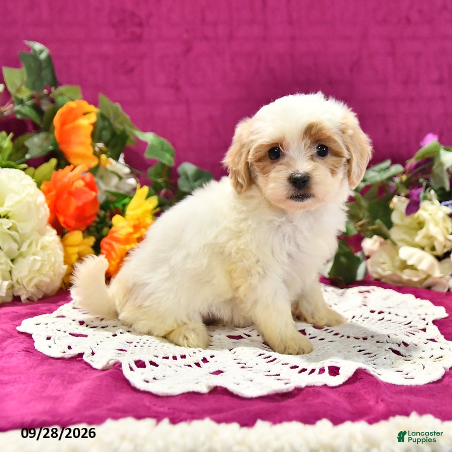 Shihpoo dogs Julietta - Ad 1