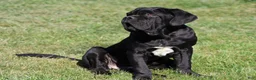 Neapolitan Mastiff dogs for sale: Neapolitan Mastiff Puppy 1 - Ad 9