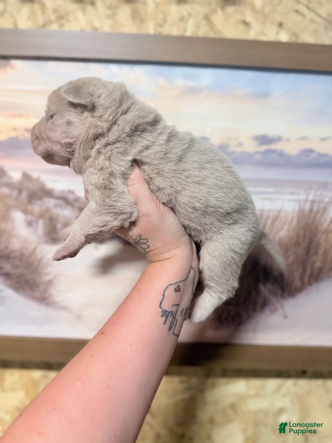 Shar Pei dogs for sale: Stefon - Ad 1