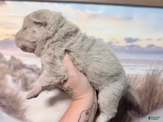 Shar Pei dogs for sale: Stefon - Ad 2