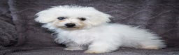 Bichon Frise dogs for sale: Jaynie - Ad 1