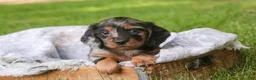 Miniature Dachshund dogs for sale: Avonlea Miniature Dachshund  - Ad 3